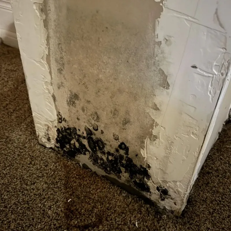 Professional Mold Removal in Oak Harbor, WA